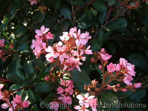 Rhapiolepsis Pink 